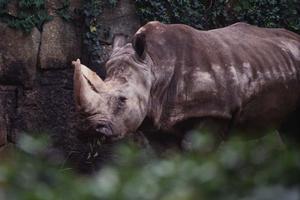 【公式情報】東横INN広島駅新幹線口2：アクセス抜群のビジネスホテルの魅力と詳細解説