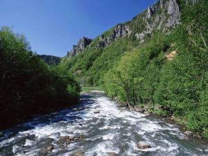 犬と泊まれる軽井沢の貸別荘の魅力とは