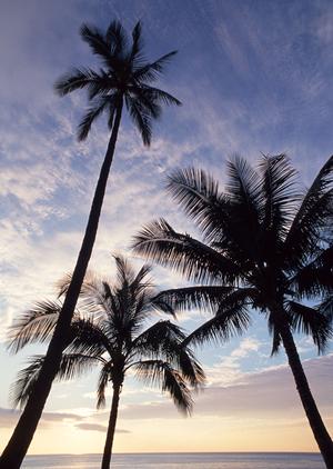 家族で楽しむ！石垣島アクティビティ完全ガイド – 初心者向けから思い出作りまで